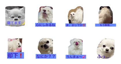 Chihuahua Monologues