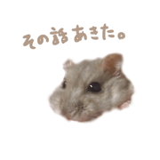 Daifuku of hamster