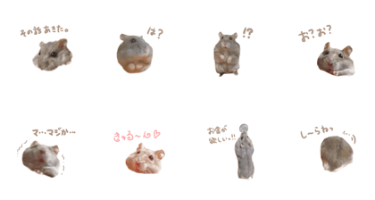 Daifuku of hamster