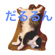Tired 3cats