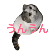 okappa bonbon
