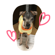 japaneseterrier