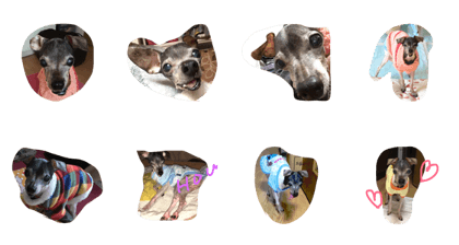 japaneseterrier