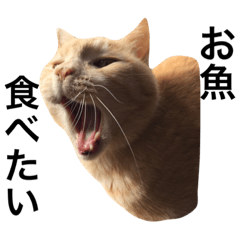 Cute Japanese Cats Sticker