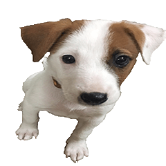 Jack Russell Terrier SO Cute
