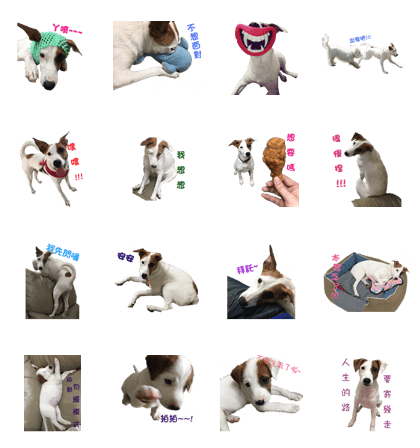 Jack Russell Terrier SO Cute