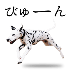 Benjamin of dalmatian vol1