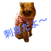 cat6