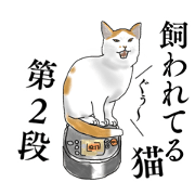 Cats being kept part2