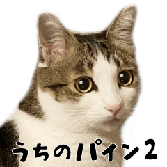 Pine - the cat part2