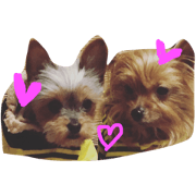 Yorkshire Terriers