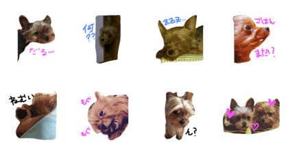 Yorkshire Terriers
