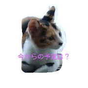 o-nekosama