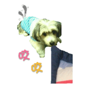 A CUTE DOG CALLED HOLLY