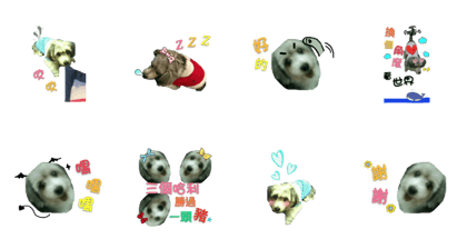 A CUTE DOG CALLED HOLLY