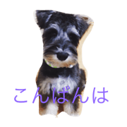 dog sandy