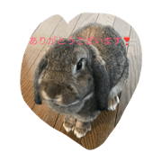 chocola's word