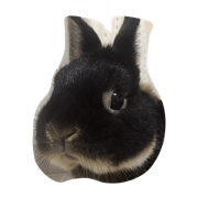 Rabbit J