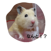 hamster maru