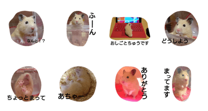 hamster maru