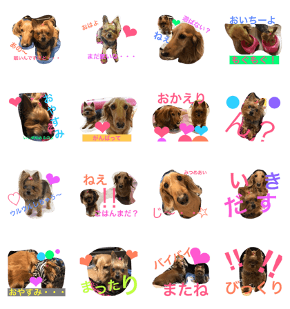 Akko and Ren. cute dogs
