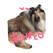 collie Chibita