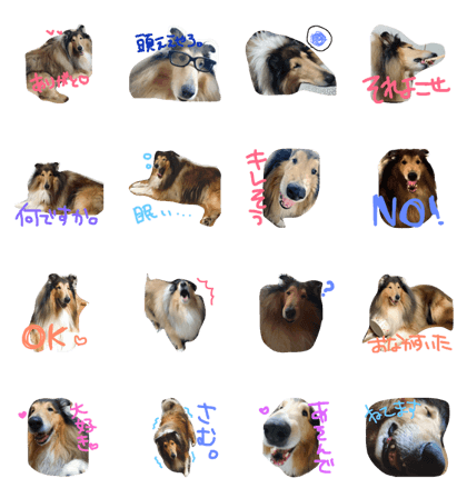 collie Chibita