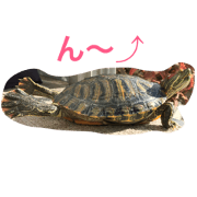 Turtle weather