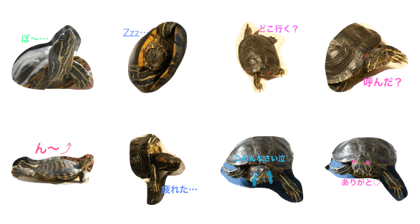 Turtle weather