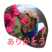 Dachs REN Ver.2