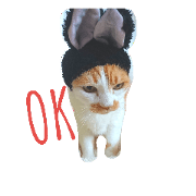 l love my cats