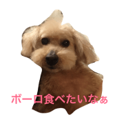 toy poodle SORAKITI ! check it out :)