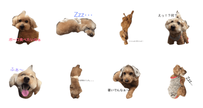 toy poodle SORAKITI ! check it out :)