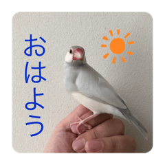 Opal Java sparrow