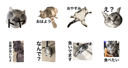 American shorthair, Futa