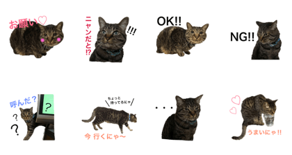 Leo-tan's sticker.