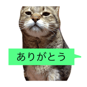 cat!gochichiro