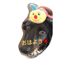 dachshund shinba