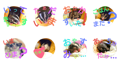 Sugar gliders' usable stamp