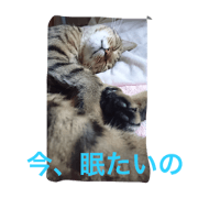 our house cat