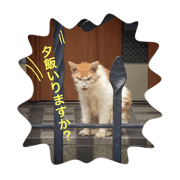 Mopp cat