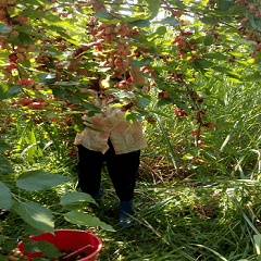Picking mulberries in grandma's field