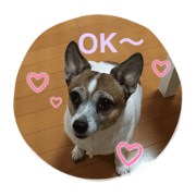 Mydog  kokoa