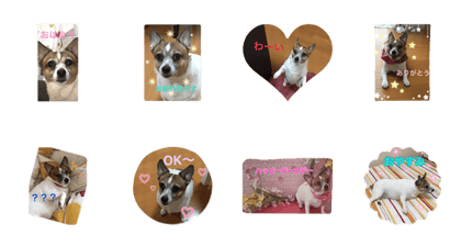 Mydog  kokoa
