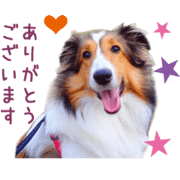 Real DOG Sherty - Dog & Cat -