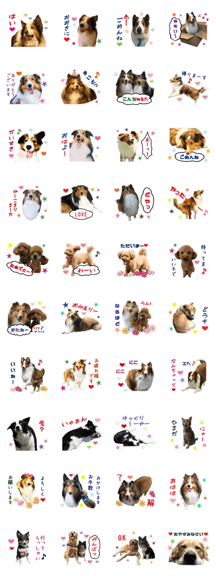Real DOG Sherty - Dog & Cat -