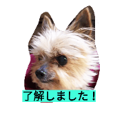 Kyle kun