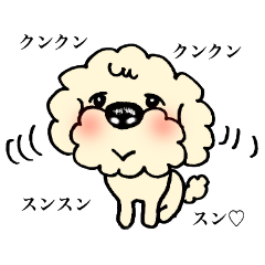 toy poodle (Everyday section)