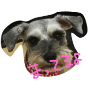 miniature schnauzer Miku