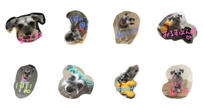 miniature schnauzer Miku